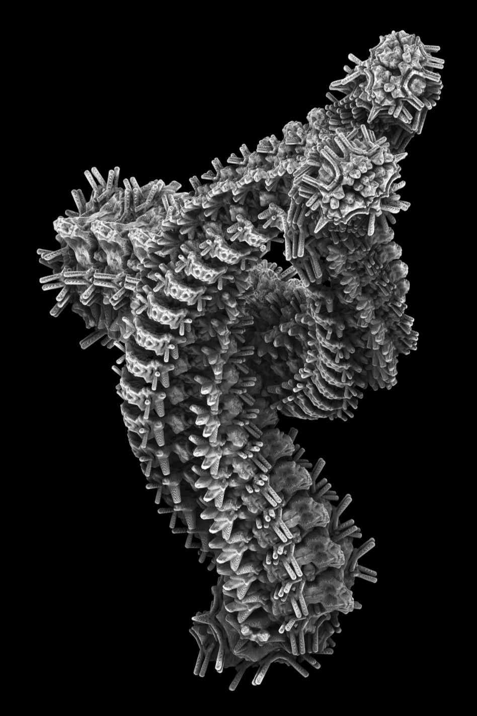 李宸安_Skeleton-Twine_75x50 cm_Chroma Luxe、鋁框裝裱_2022