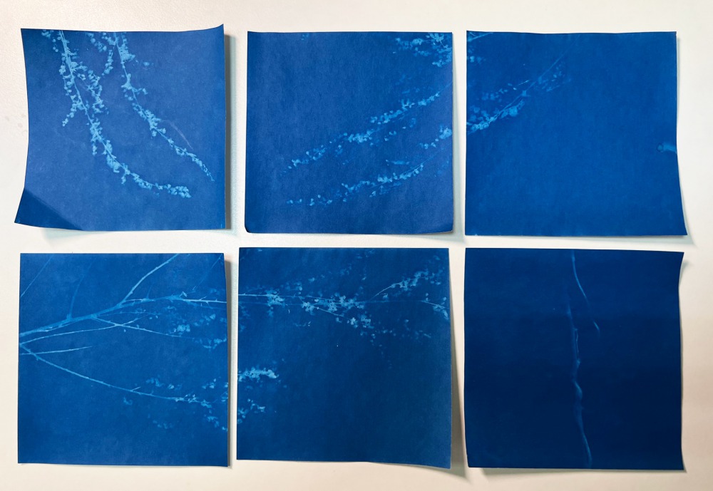 王文心  實-藍曬、鋁框 33×23  2023