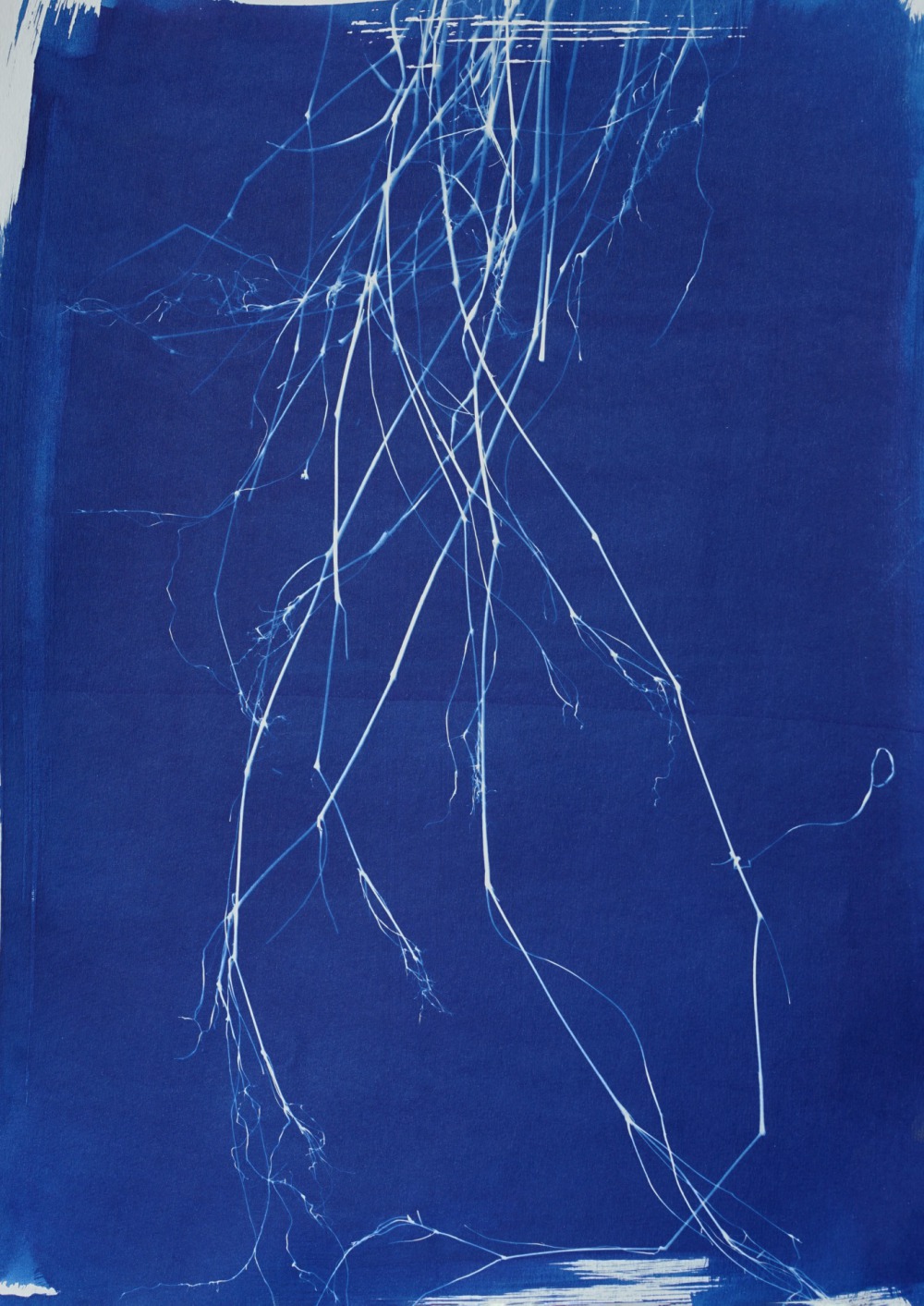 王文心  根-藍曬、鋁框 33×23  2023