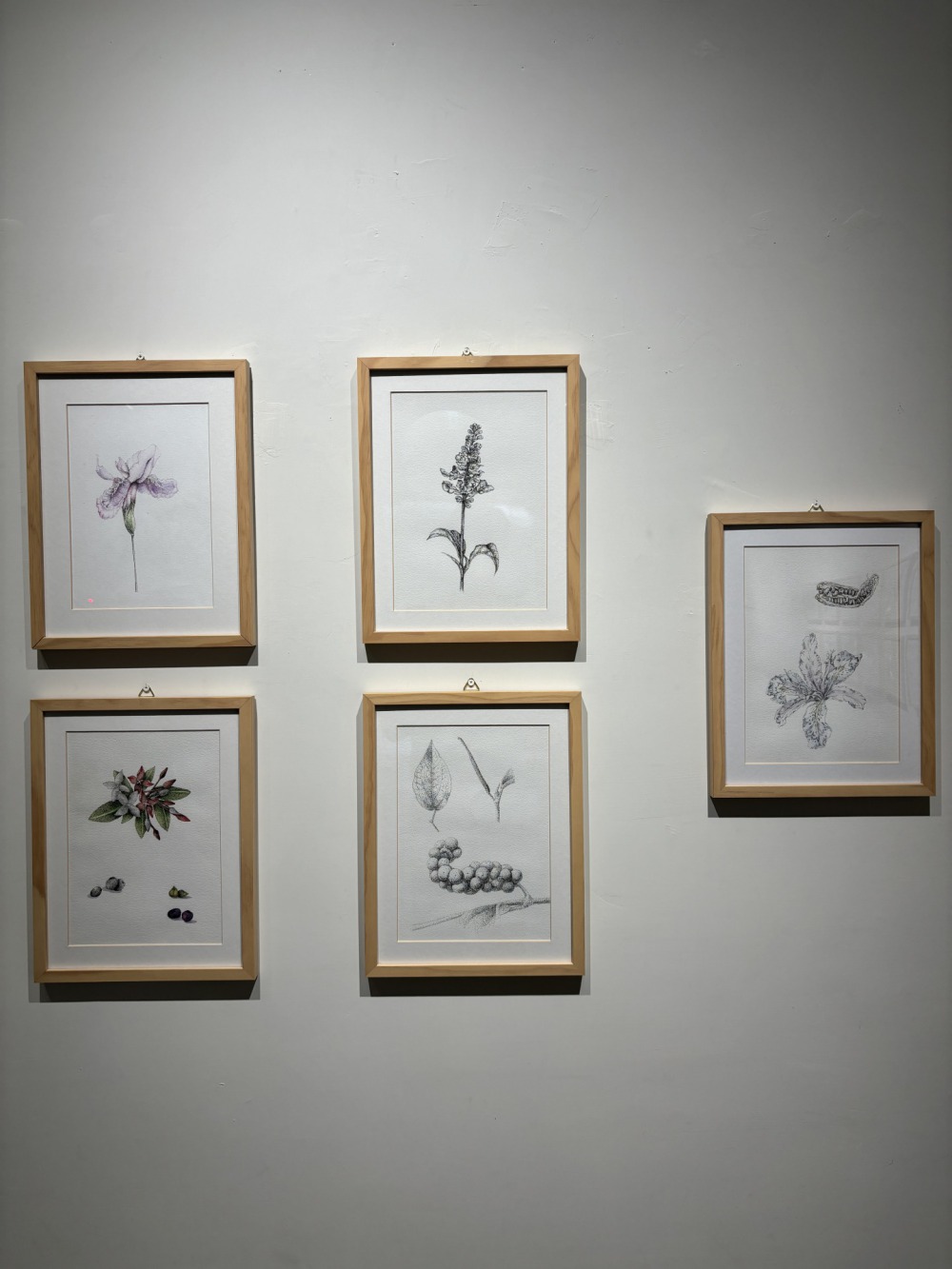 共感地景&台東女中美術班 野地博物館植物圖鑑-水彩、紙本 35x27 2022
