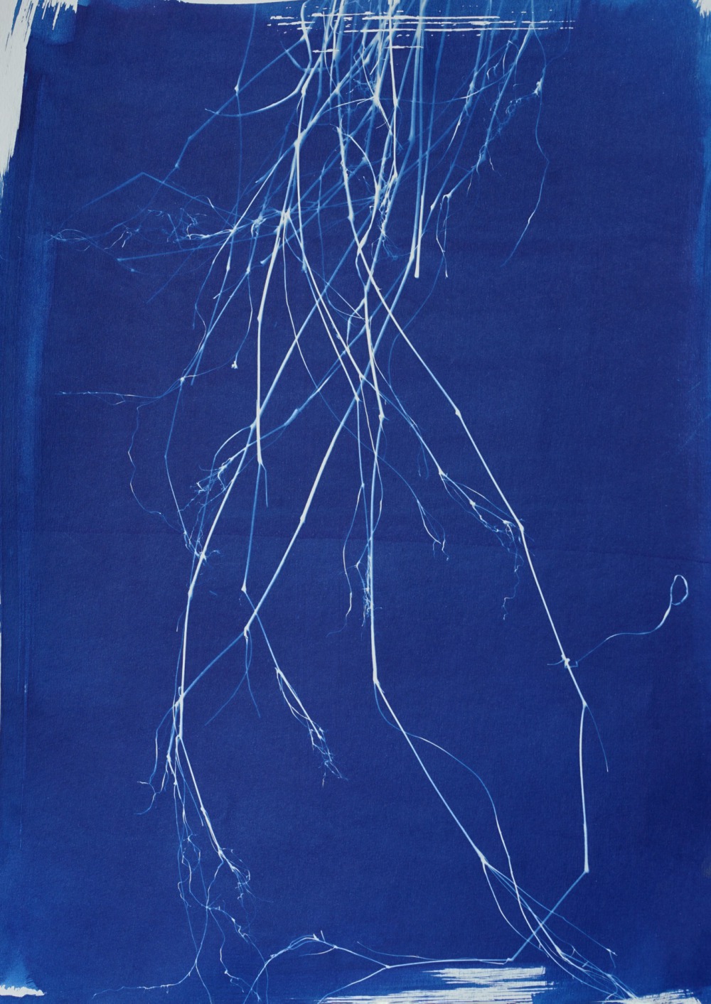 王文心 根-藍曬、鋁框 33×23 2023