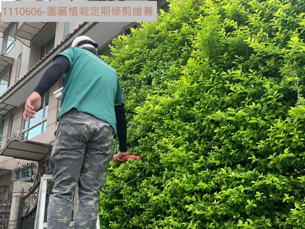 圍籬植栽修剪