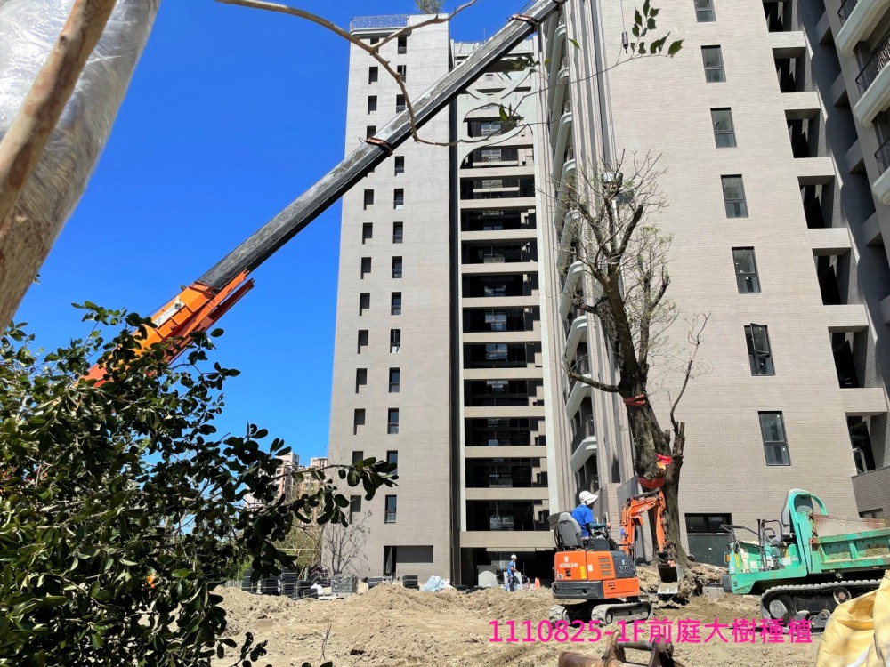 1F前庭大樹種植